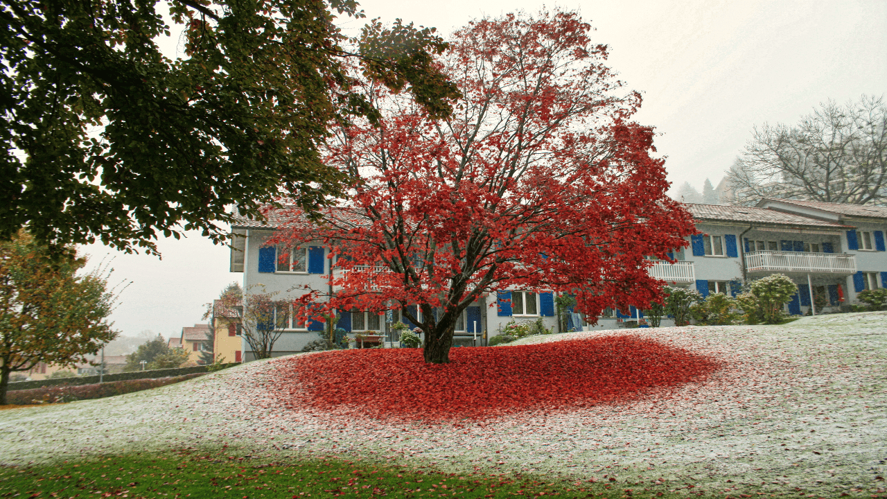 Herbst-/Winterbild